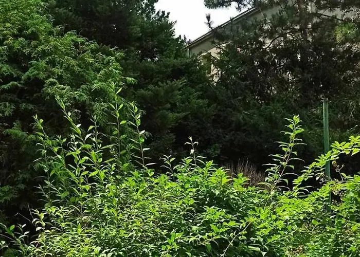 Rajzefiber - Spodek - Mck - Nospr Lägenhet *